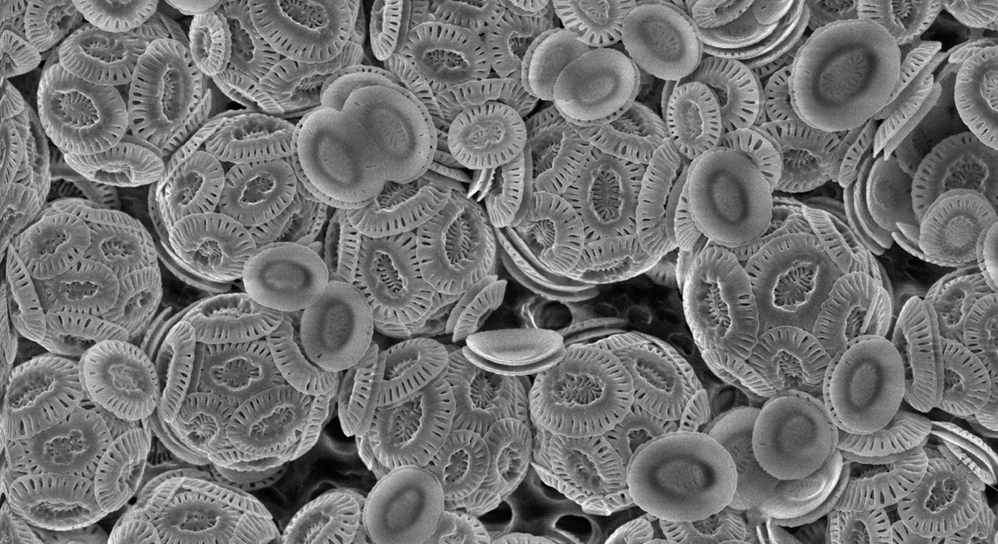 Coccolithophores in black and white