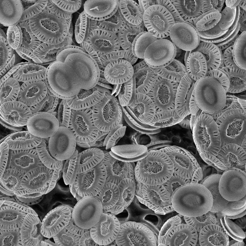 Coccolithophores in black and white