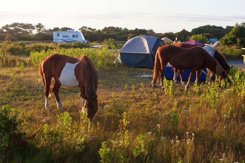 Maryland as an epic family adventure vacation location for camping - cows and tents on the grass 