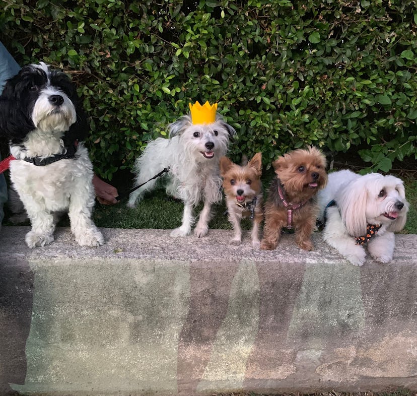 Angela Melero's dog next to four other dogs sitting on a  short concrete wall