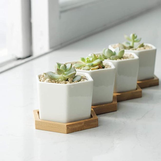 Greenaholics Small Succulent Plant Pots (Set of 6)