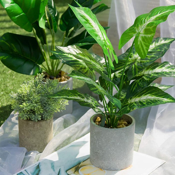 JC nateva Decorative Plant