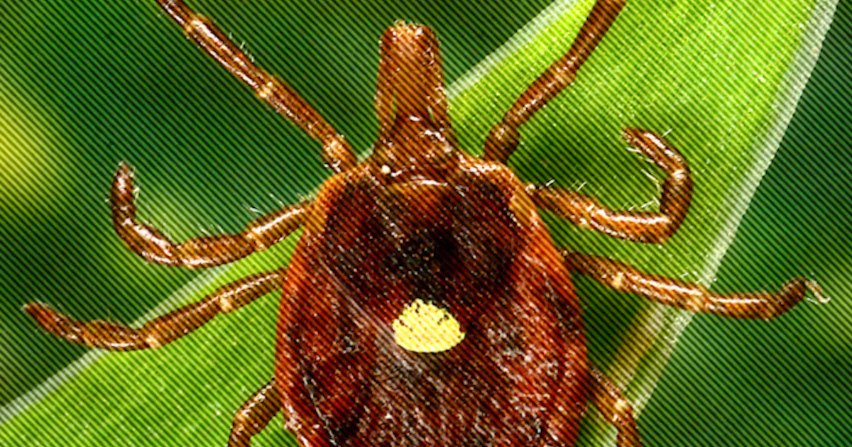 Ticks That Can Make You Allergic To Red Meat Have Arrived From Hell Ticks that can make you allergic to red meat have arrived from hell