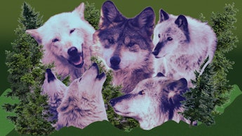 Collage of a cut out wolf heads, with green branches in the background. 