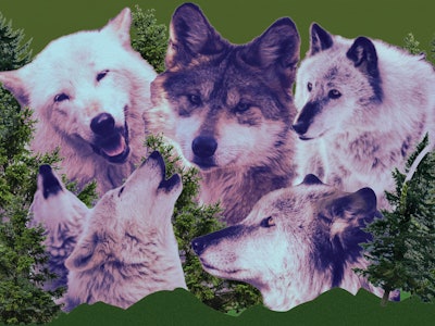 Collage of a cut out wolf heads, with green branches in the background. 