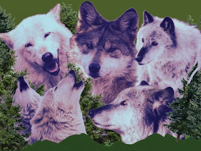 Collage of a cut out wolf heads, with green branches in the background. 