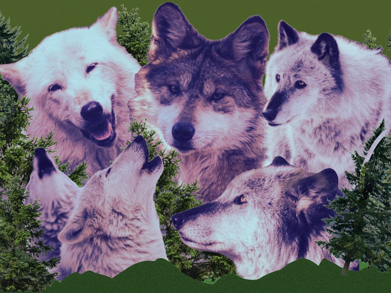 Collage of a cut out wolf heads, with green branches in the background.