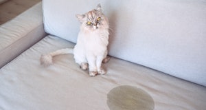Angry cat standing near a pee spot on an off-white couch.