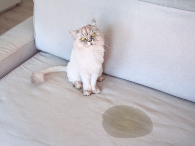 Angry cat standing near a pee spot on an off-white couch.
