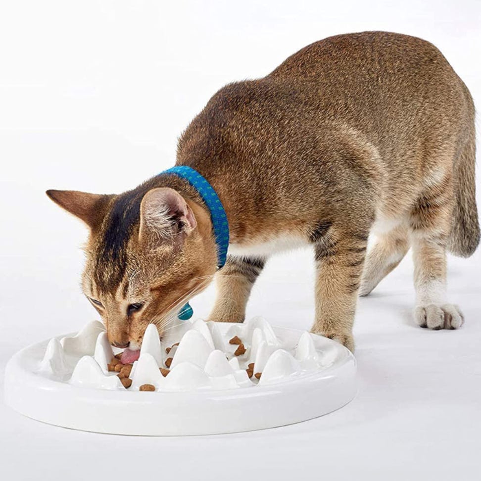 The 7 Best Slow Feeders For Cats