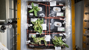 The International Space Station is home to a small vegetable garden that supplies small amounts of f...