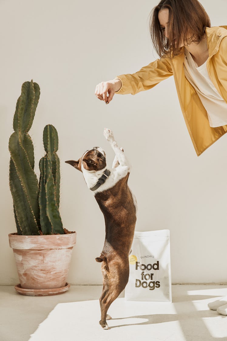 Get Your Dog's Custom Meal Plan