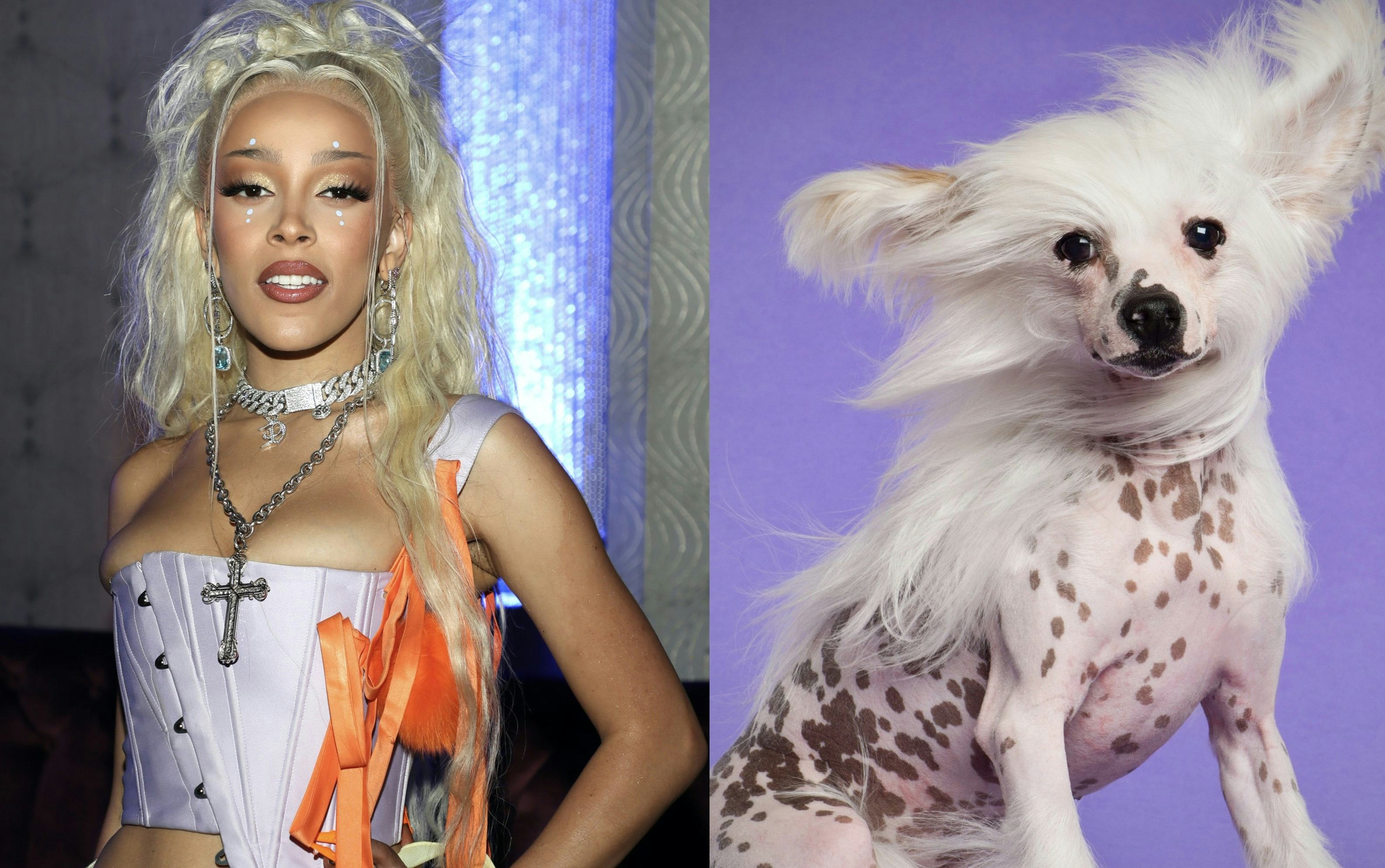Doja Cat's Quotes About Wanting A Chinese Crested Dog Are Hilarious