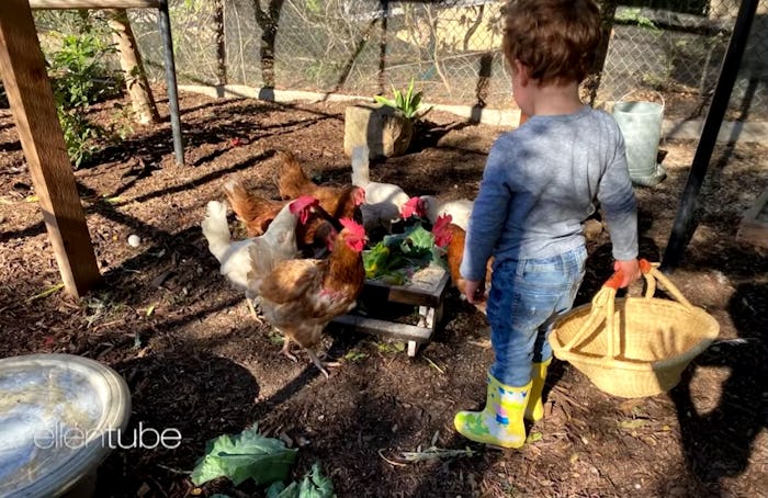 Archie, son of the Duke and Duchess of Sussex, feeds his chickens.