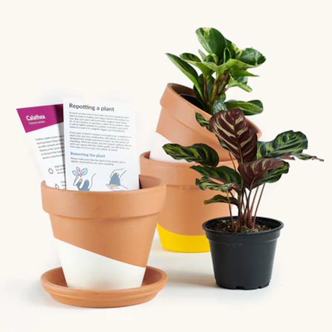 Horti 3 month plant subscription is a good father's day gift