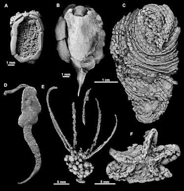 black and white image of six extinct organisms' fossils