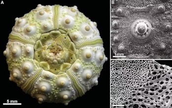 Esqueleto de un erizo de mar real y detalles de una de sus placas de calcita.  A la derecha, el microst...