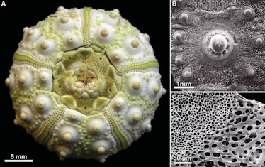 Skeleton of a current sea urchin and details of one of its calcite plates. On the right, the microst...