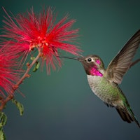 Can hummingbirds survive climate change? Scientists say it's complicated
