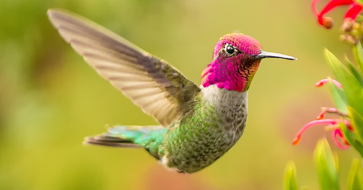 ¿Pueden los colibríes sobrevivir al cambio climático?  Los científicos dicen que es complicado