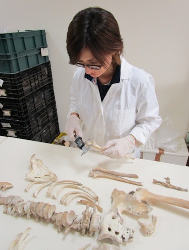 Serena Viva examines the Pompeiian skeleton for analysis.