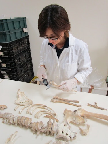 Serena Viva examines the Pompeiian skeleton for analysis.