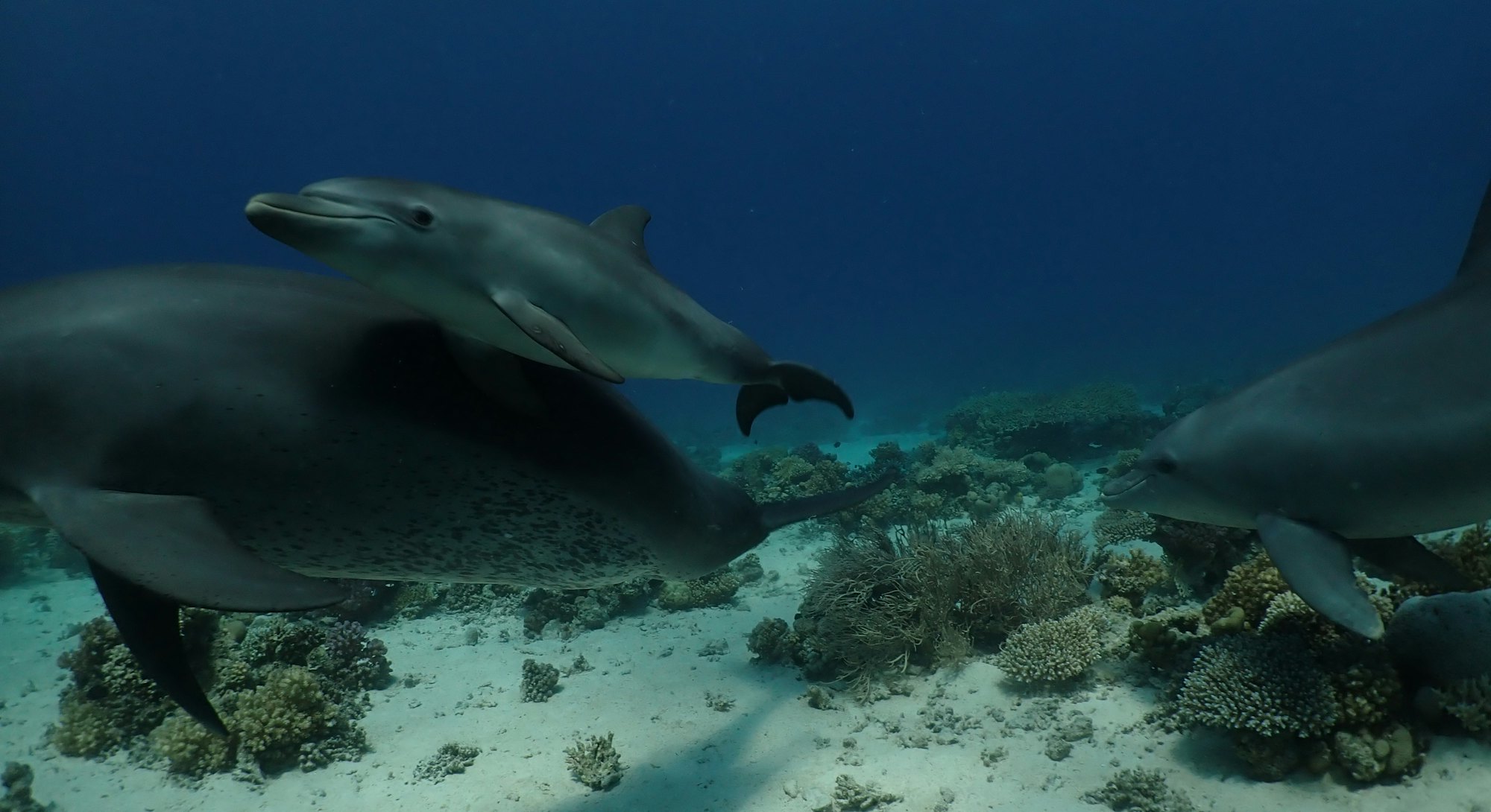 A dolphin mother teaches her calf to rub against medicinal coral