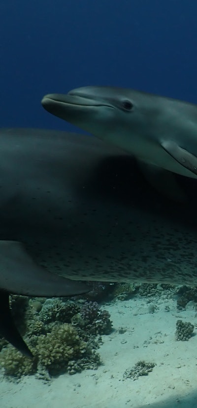 A dolphin mother teaches her calf to rub against medicinal coral