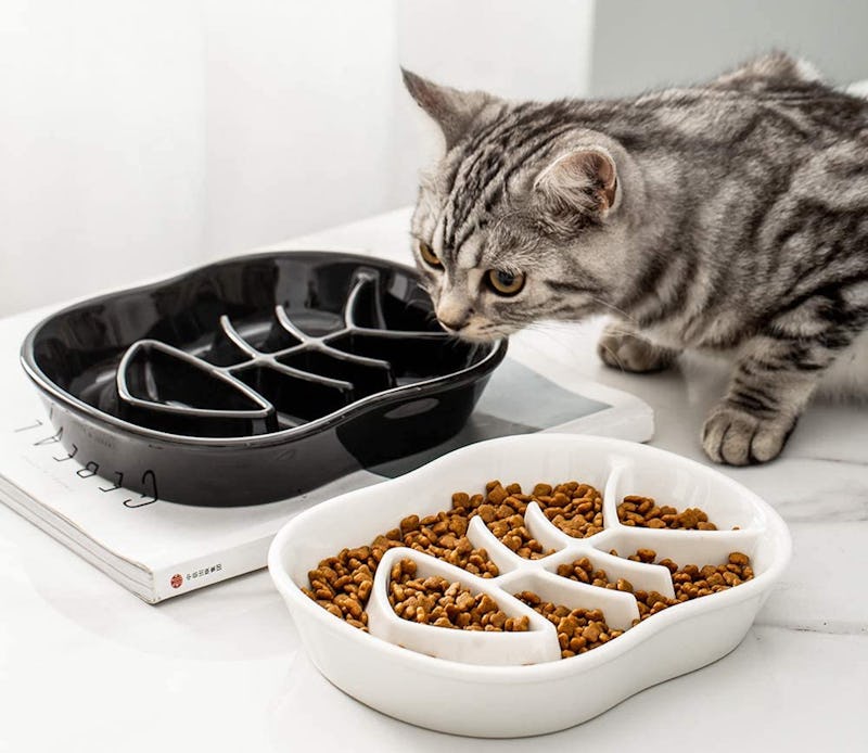 The 7 Best Slow Feeders For Cats the-7-best-slow-feeders-for-cats