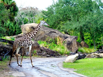 Animal Kingdom is one of the theme parks in Disney World.