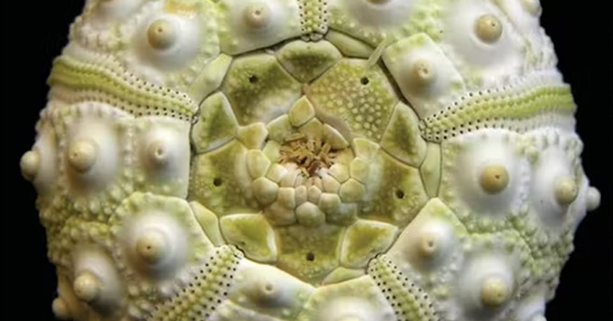 Un fossile vieux de 500 millions d’années éclaire un étrange mystère de l’évolution Un fossile vieux de 500 millions d’années éclaire un étrange mystère de l’évolution