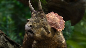 A triceratops in Prehistoric Planet.