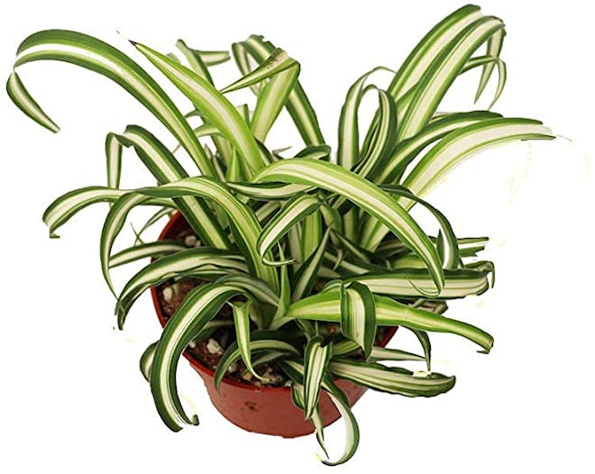 California Tropicals Variegated Spider Plant