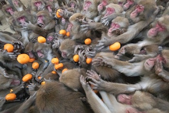 Monkeys in crowd eating fruit