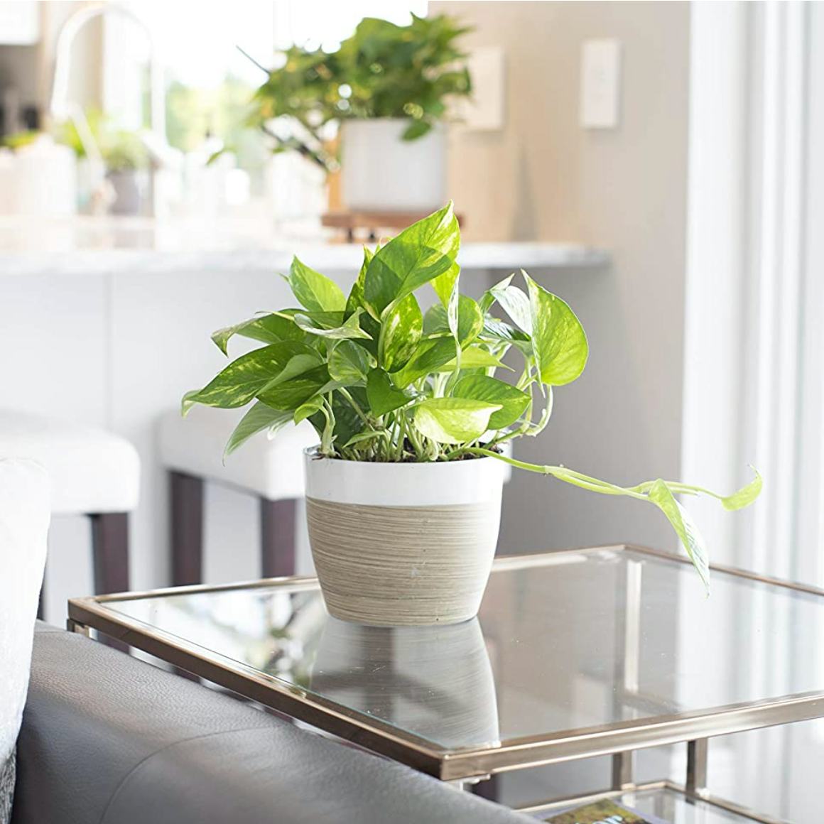 Costa Farms Golden Pothos