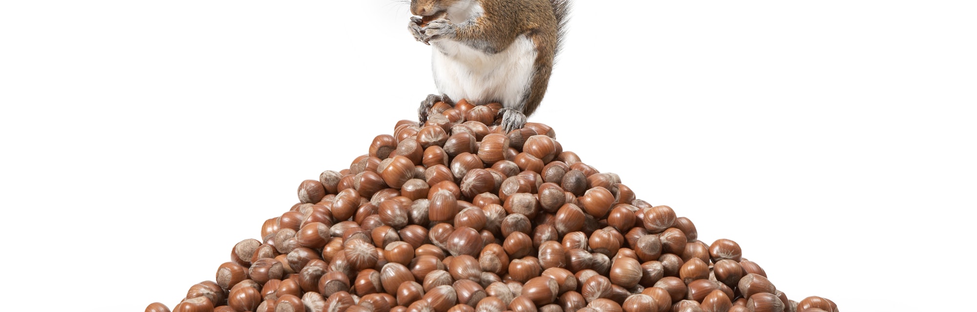 Squirrel sitting on a pile of nuts