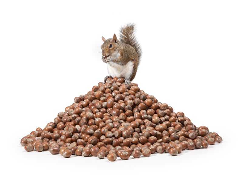 Squirrel sitting on a pile of nuts