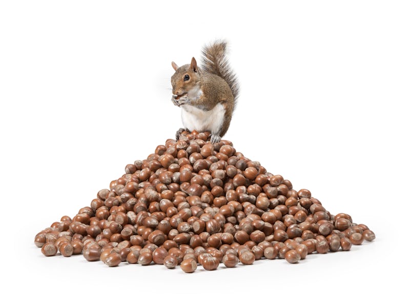 Squirrel sitting on a pile of nuts