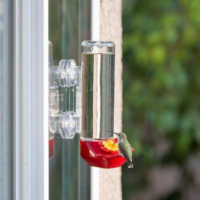 Perky Pet Mounted Glass Window Hummingbird Feeder