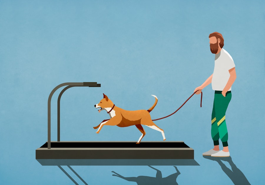 Advantages of non-electric dog treadmills