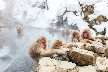 Los macacos japoneses exhibieron un comportamiento social e influyeron en un enfoque cultural de la primatología que l...