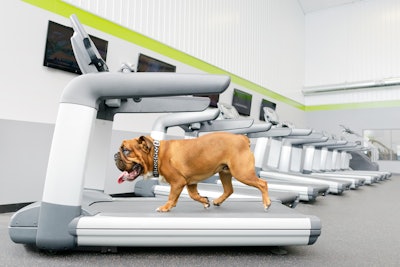 Dog Runner Tracks Treadmill, K9 Exercise