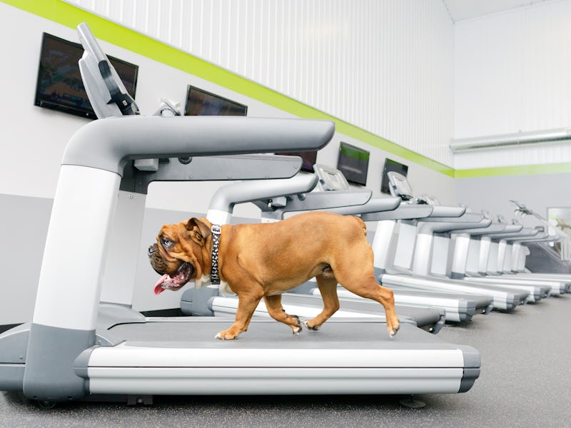 Bulldog on treadmill