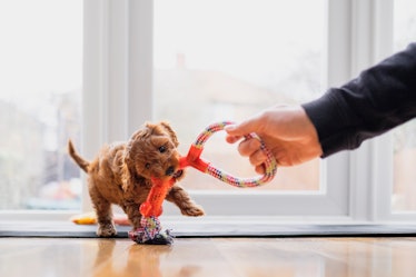 Dog tugging at toy in owner's hand