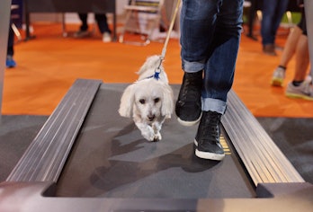Dog walking on treadmill next to owner
