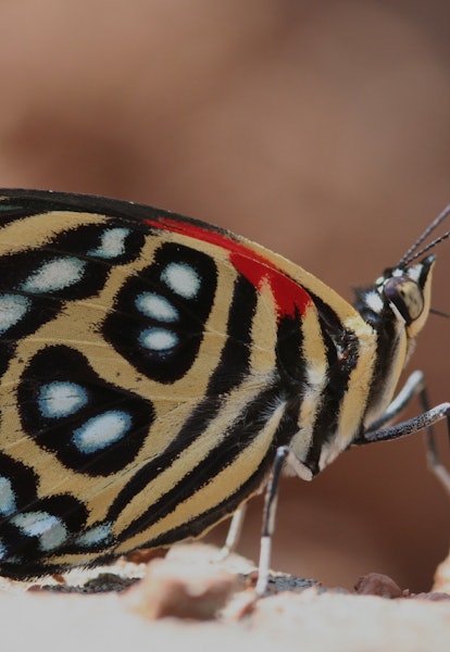 butterfly photographed in Ecuador's Yasuni National Park