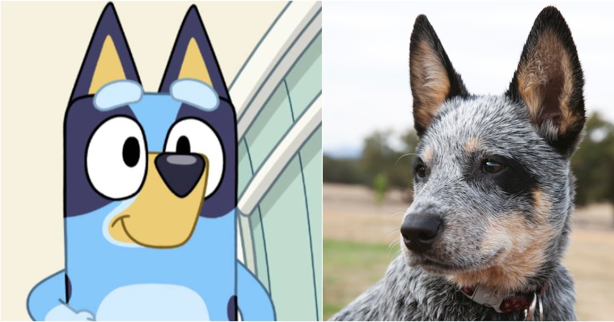 What Kind Of Dog Is Bluey? Everything To Know About The Actual Breed