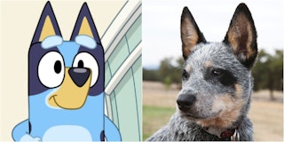 The cartoon dog Bluey alongside its real-life counterpart, an Australian cattle dog.