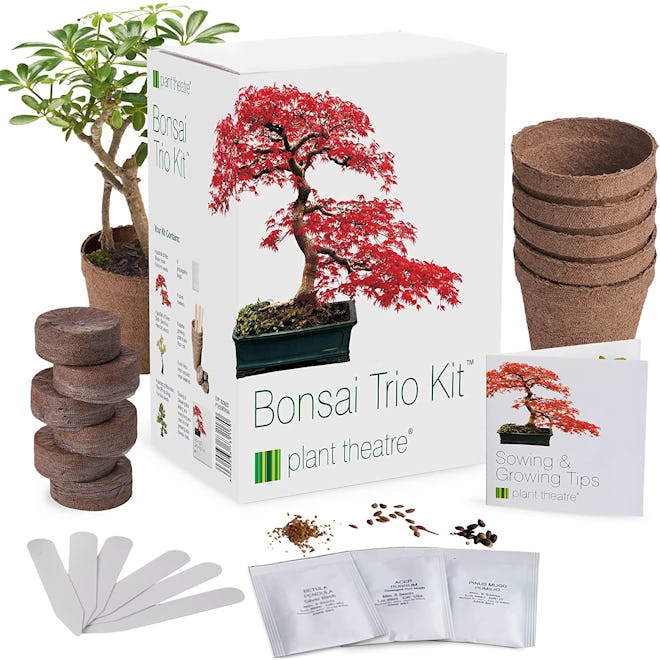 Plant Theatre Bonsai Tree Kit 