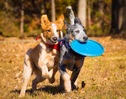 A red heeler puppy and blue heeler puppy, both Australian cattle dogs like the popular cartoon 'Blue...